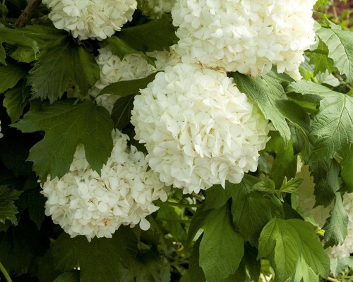Eastern snowball bush - snowball,